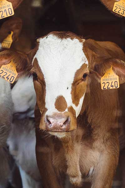 Veterinarian examining cattle genetics