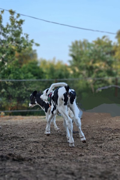 Sonandi Farm fresh milk collection operations