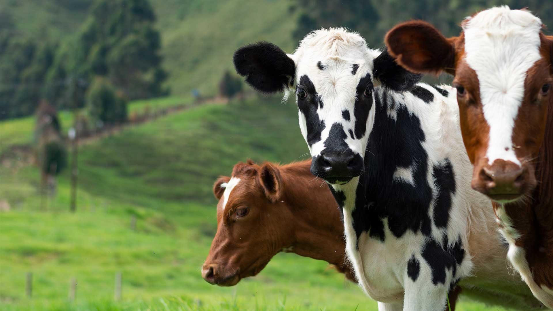 Fresh dairy products from Sonandi Farm