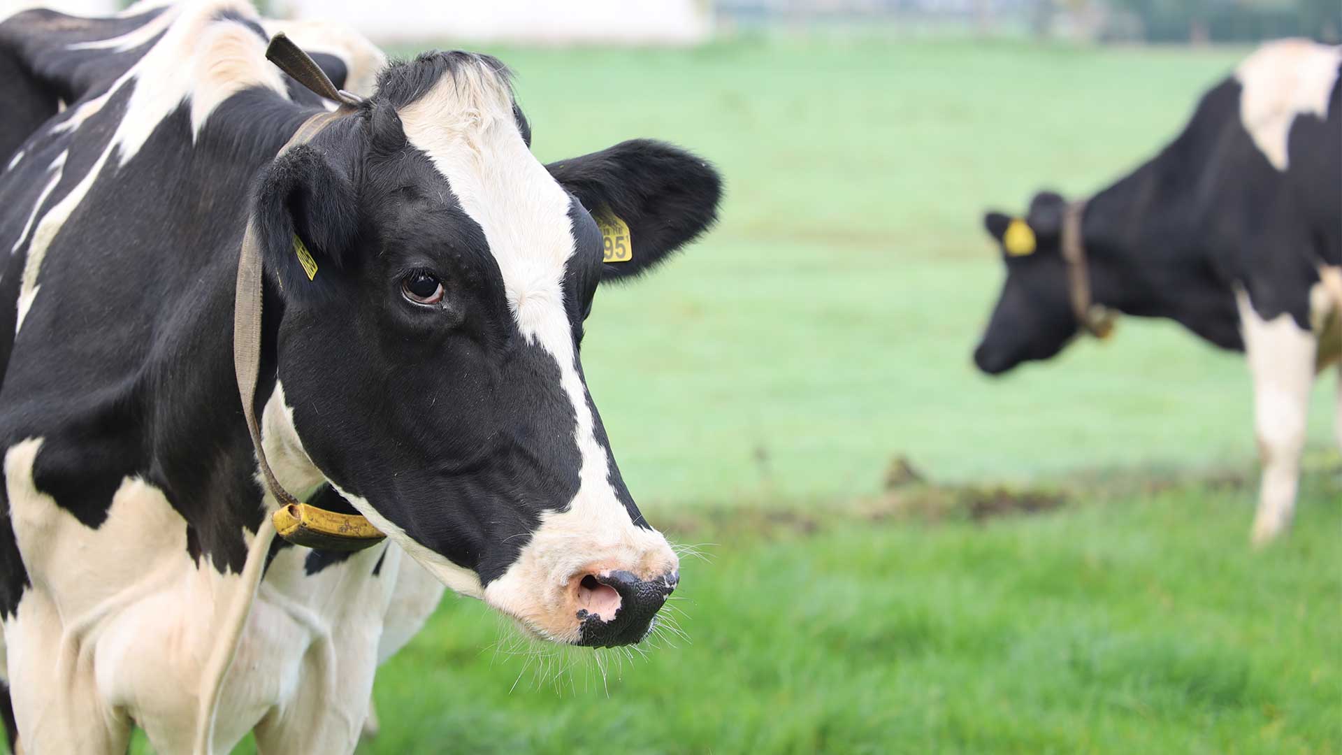 Farmer examining dairy cattle in a modern barn
