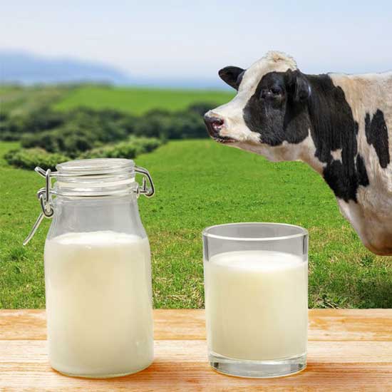 Fresh Cow Milk