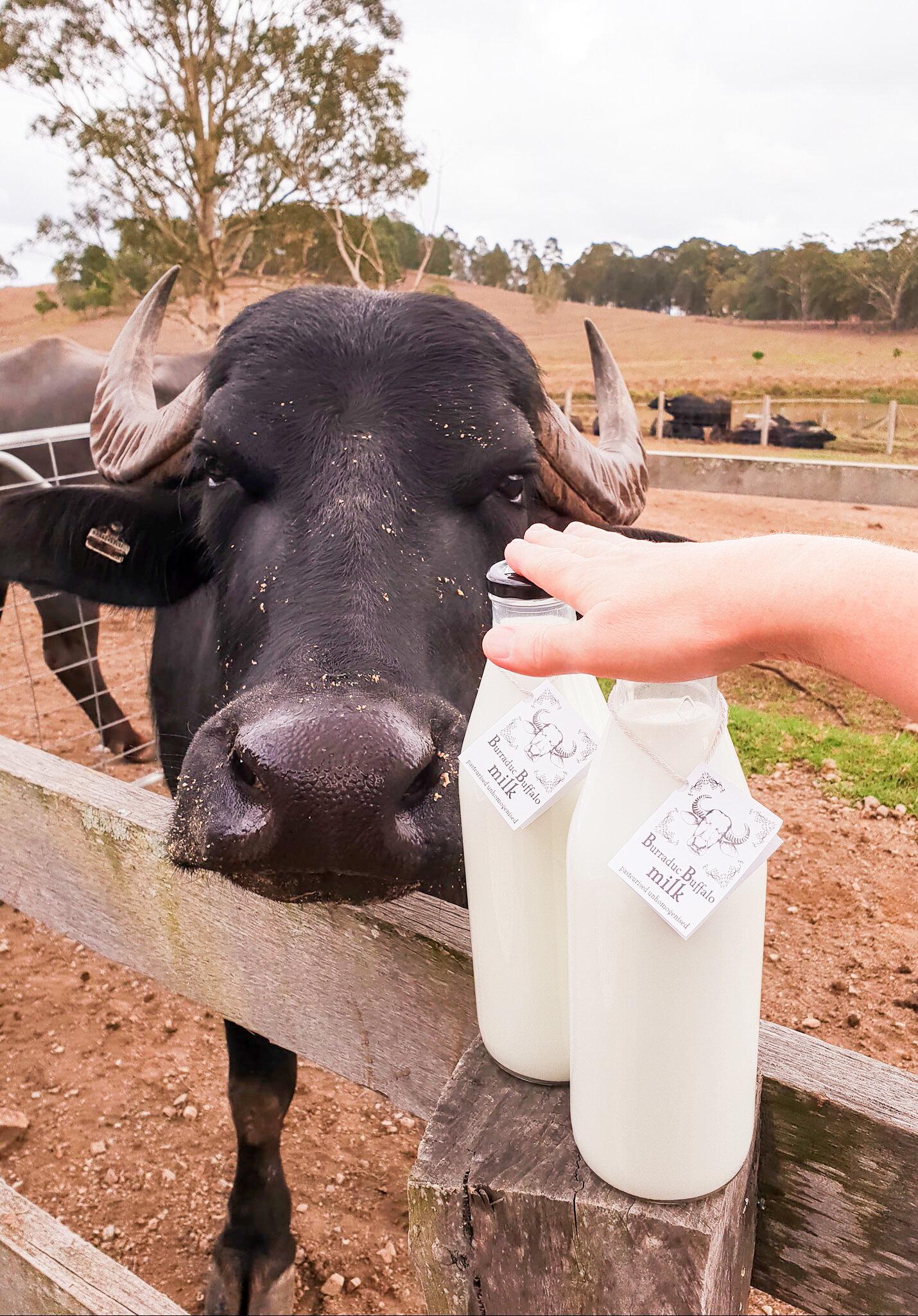 Fresh Buffalo Milk