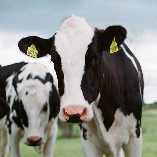 Modern dairy barn housing healthy Holstein cows
