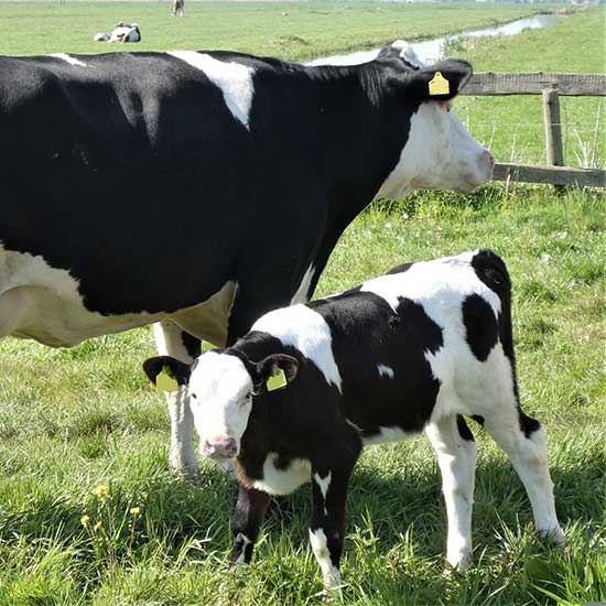 Professional farmer feeding nutritious silage to dairy cows