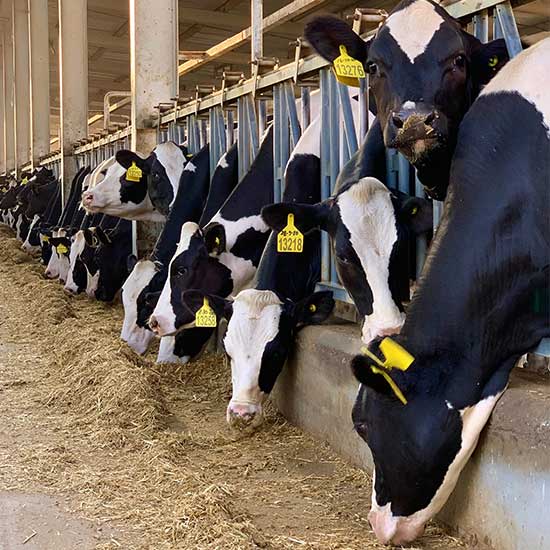 Hygienic and automated milking process in our dairy parlour